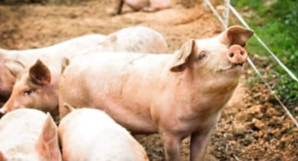 animals ethics