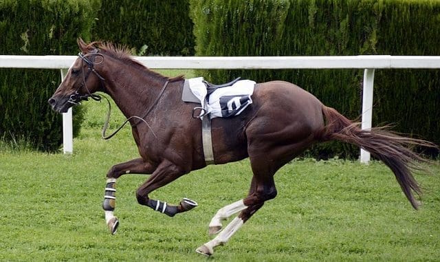 horse-racing-1577291_640 Best Triple Crown-Winning Racing Horses