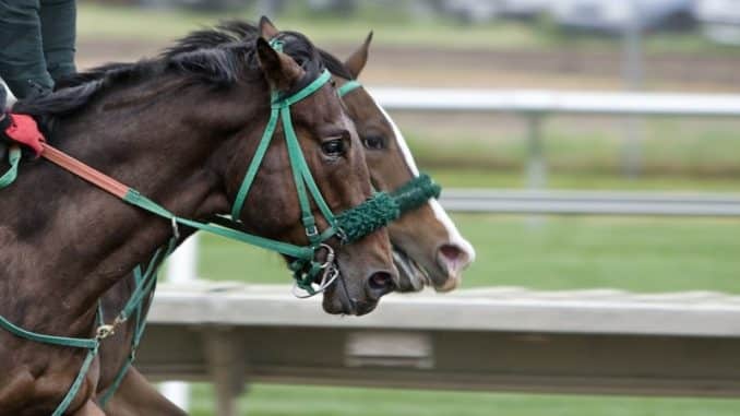 big data gambling 3 Tips for Beginners Betting on a Horse Race