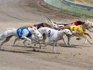 Greyhound Racing Betting