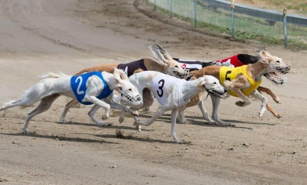 greyhound betting Greyhound Racing Betting