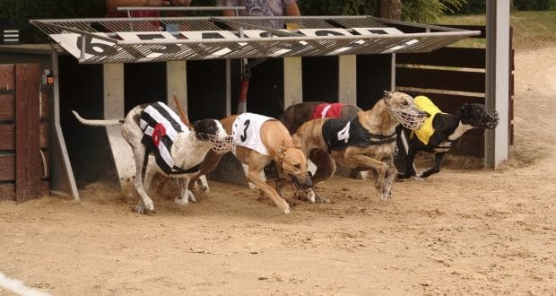 greyhound betting sites Greyhound Betting Site