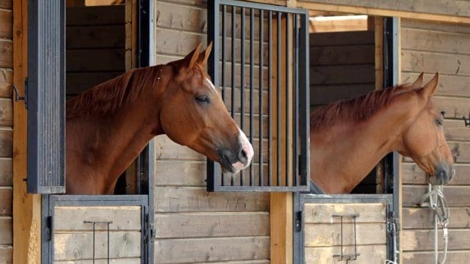 racehorse in stable How pari-mutuel betting works