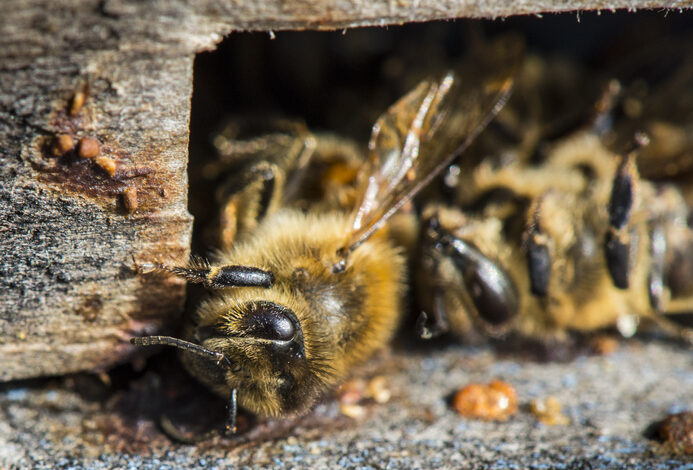 -adult bees