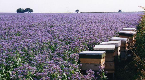 A planet called bee bread OR Borage