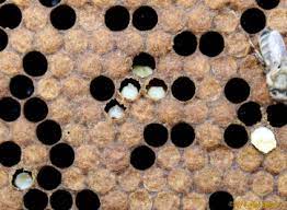 The essential information regarding Chalkbrood rot