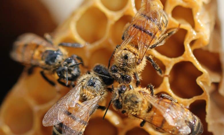 honey bees