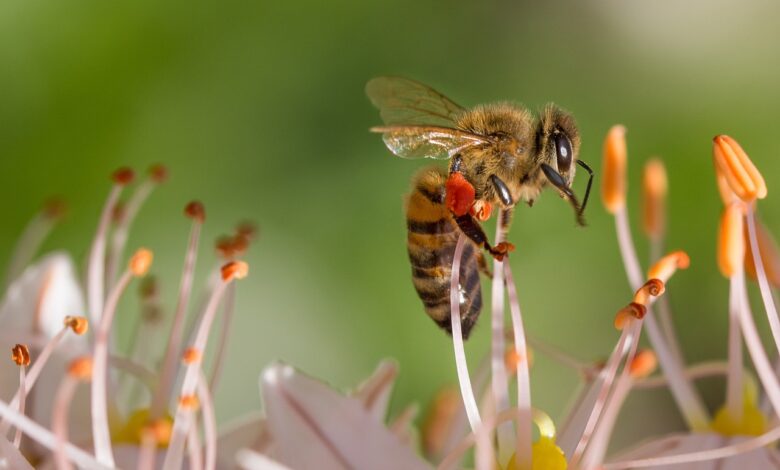 The Importance of Honey Bee