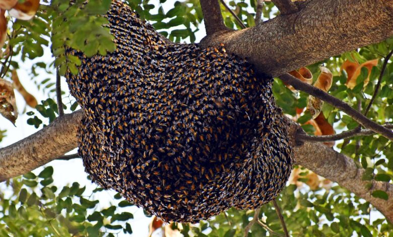 wild honey bee hive