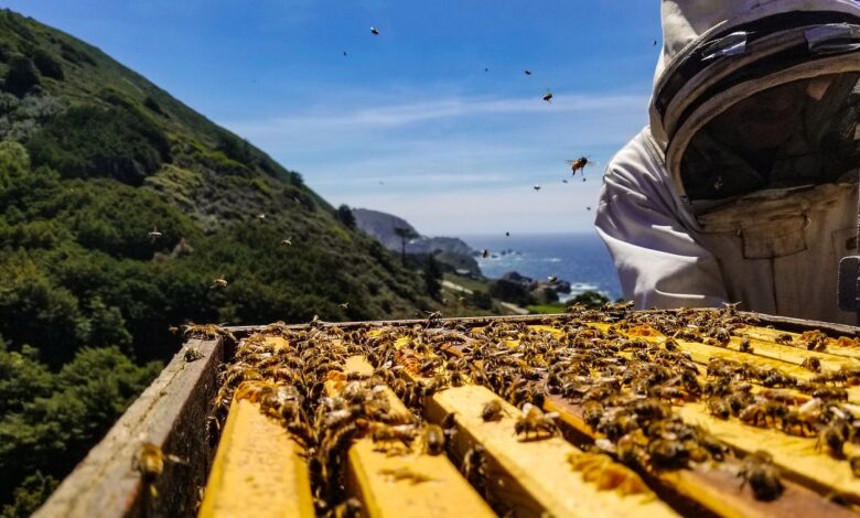 natural honey bee hive
