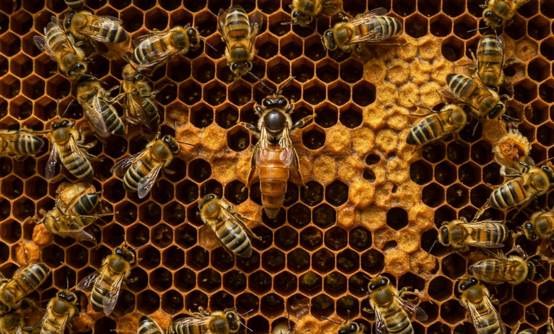 Queen Bee: The Backbone of the Hive