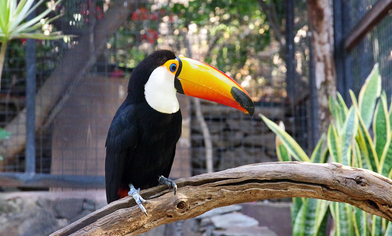 Toco Toucan Palmitos Park