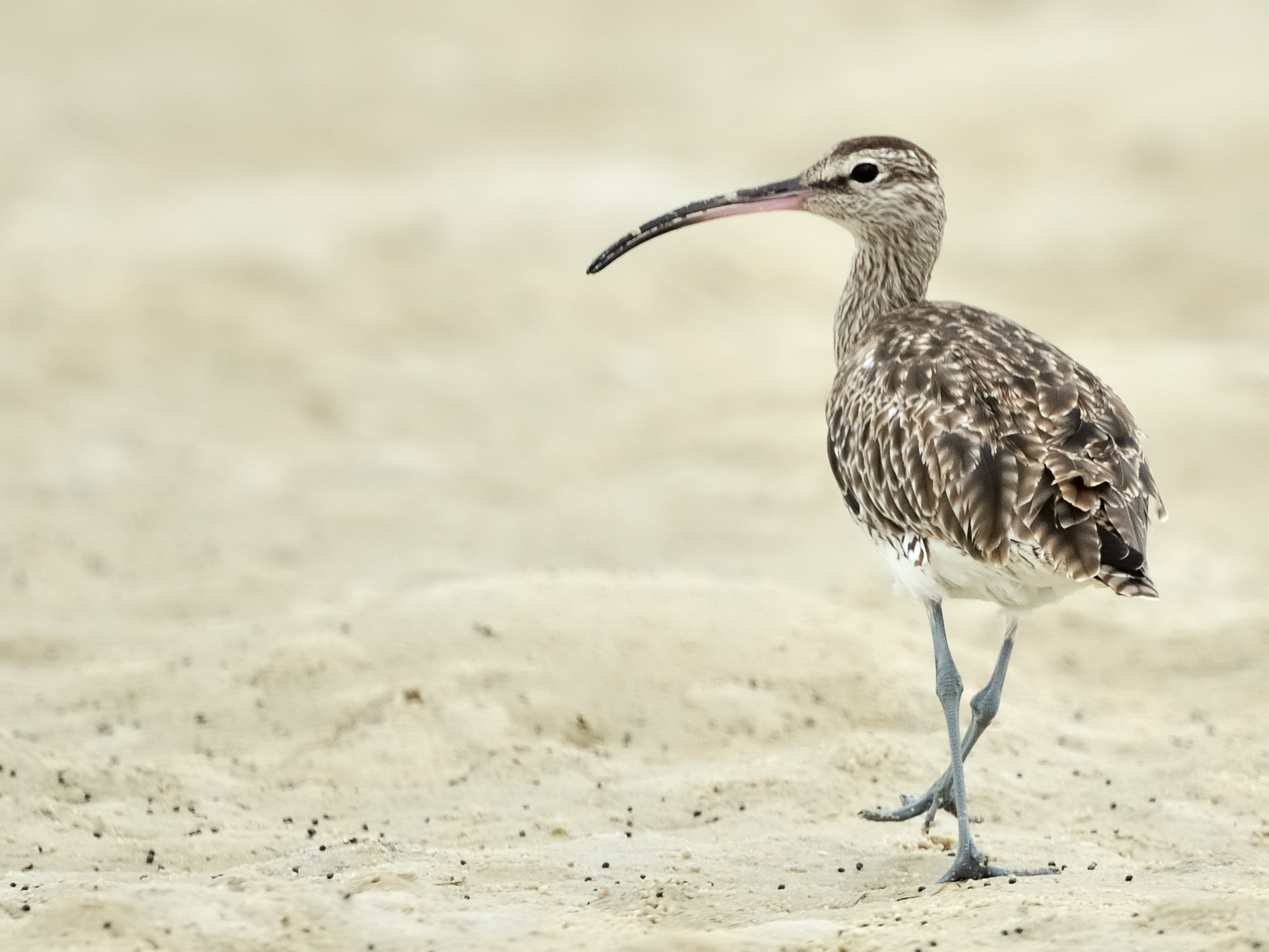 Eurasian Whimbrel Holmen Birding Safaris