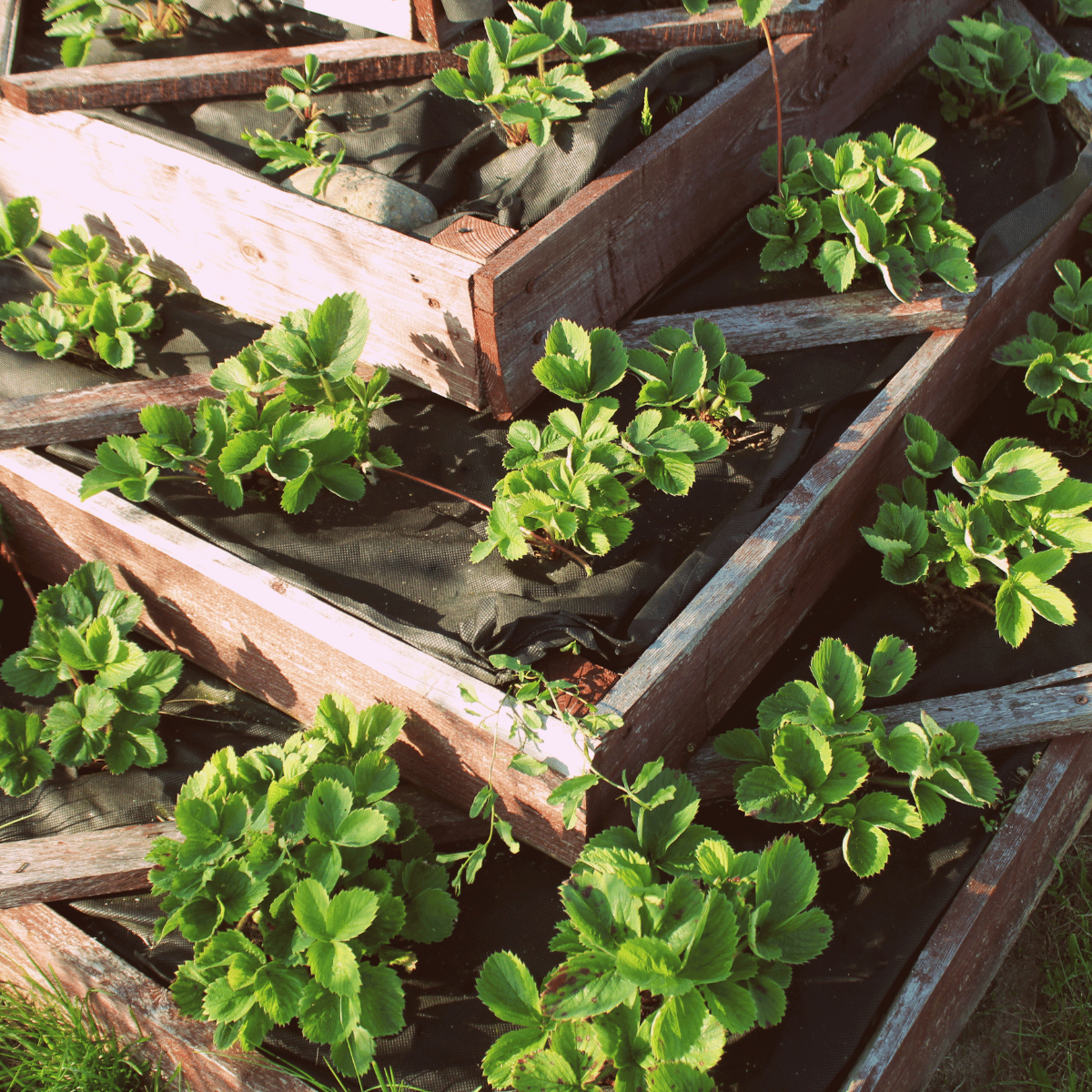 Raised Bed Gardening The Perfect Solution For Growing Strawberries