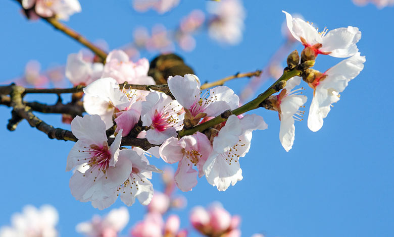 Mallorca almond flowers