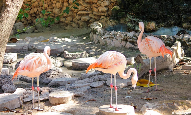 Marineland flamingo