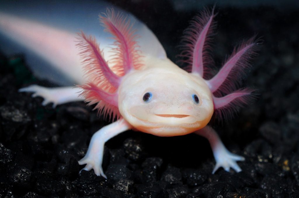 Ambystoma Mexicanum Axolotl Website Van De Salamandervereniging