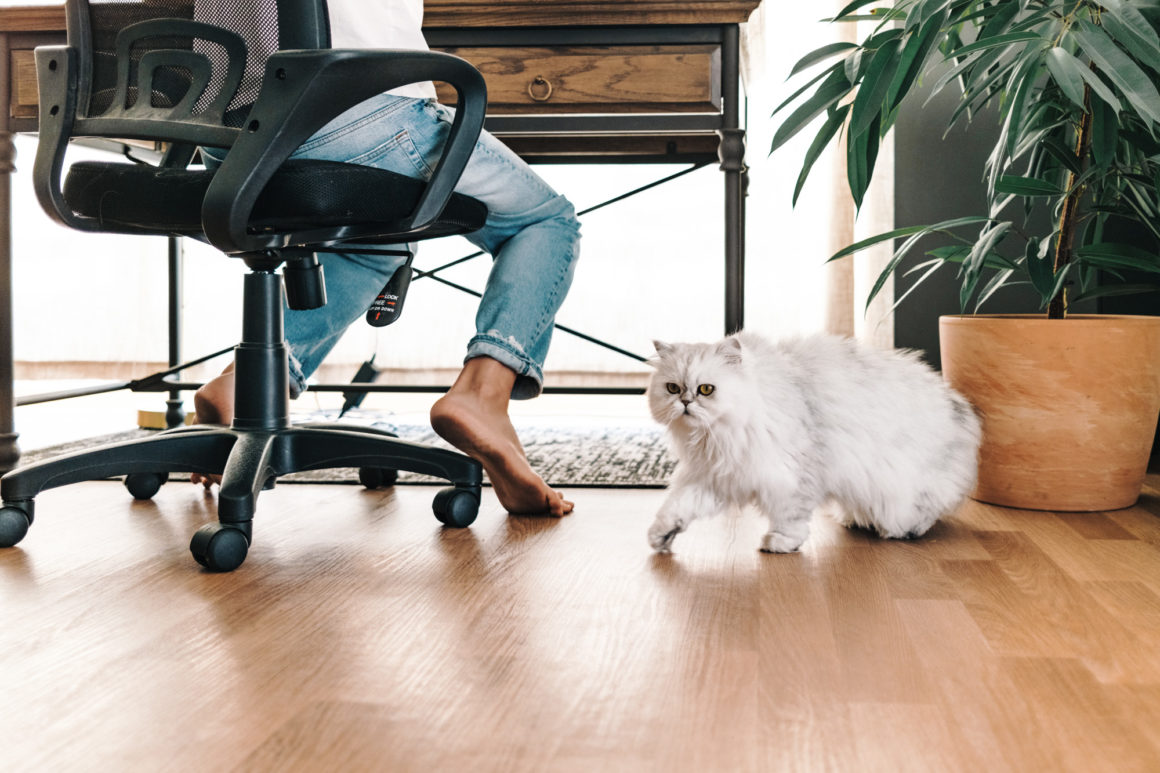 Foto von Gokhan und seiner Katze am Schreibtisch 