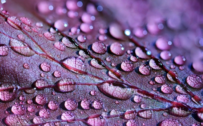 purple leaves