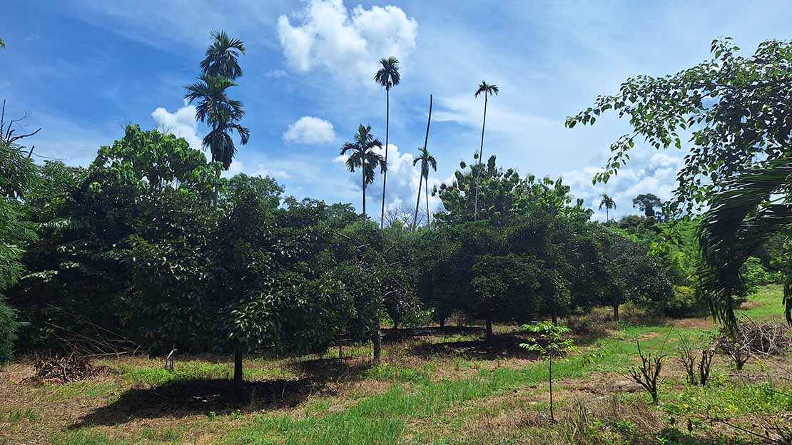 Fruit farm