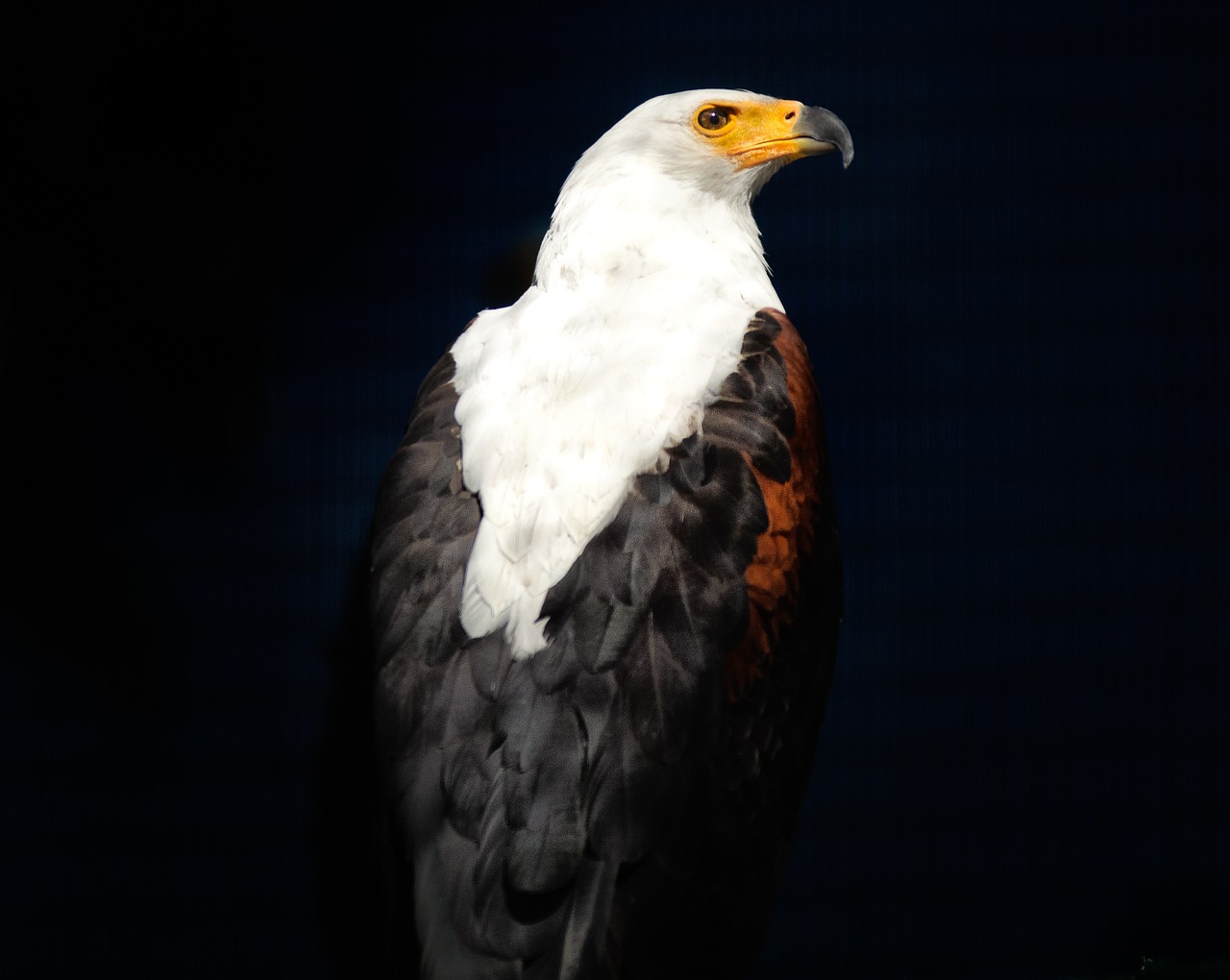 African Raptors Facing Rapid Population Declines - A2DGC