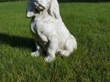 Marmorhund  – Cocker Spaniel 13 kg
