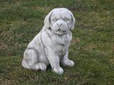 Marmorhund  –  ukendt race -flot  – 21 kg