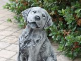 Marmorhund  – Labrador – hvid 8,5 kg – Italiensk