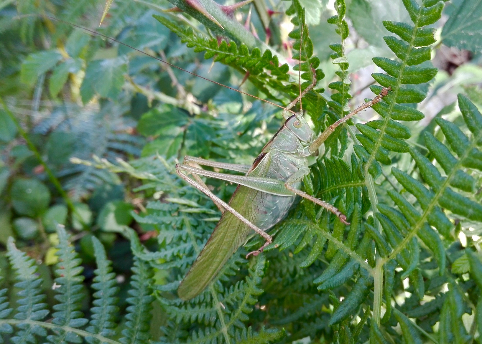 Campamento de Verano en la Naturaleza