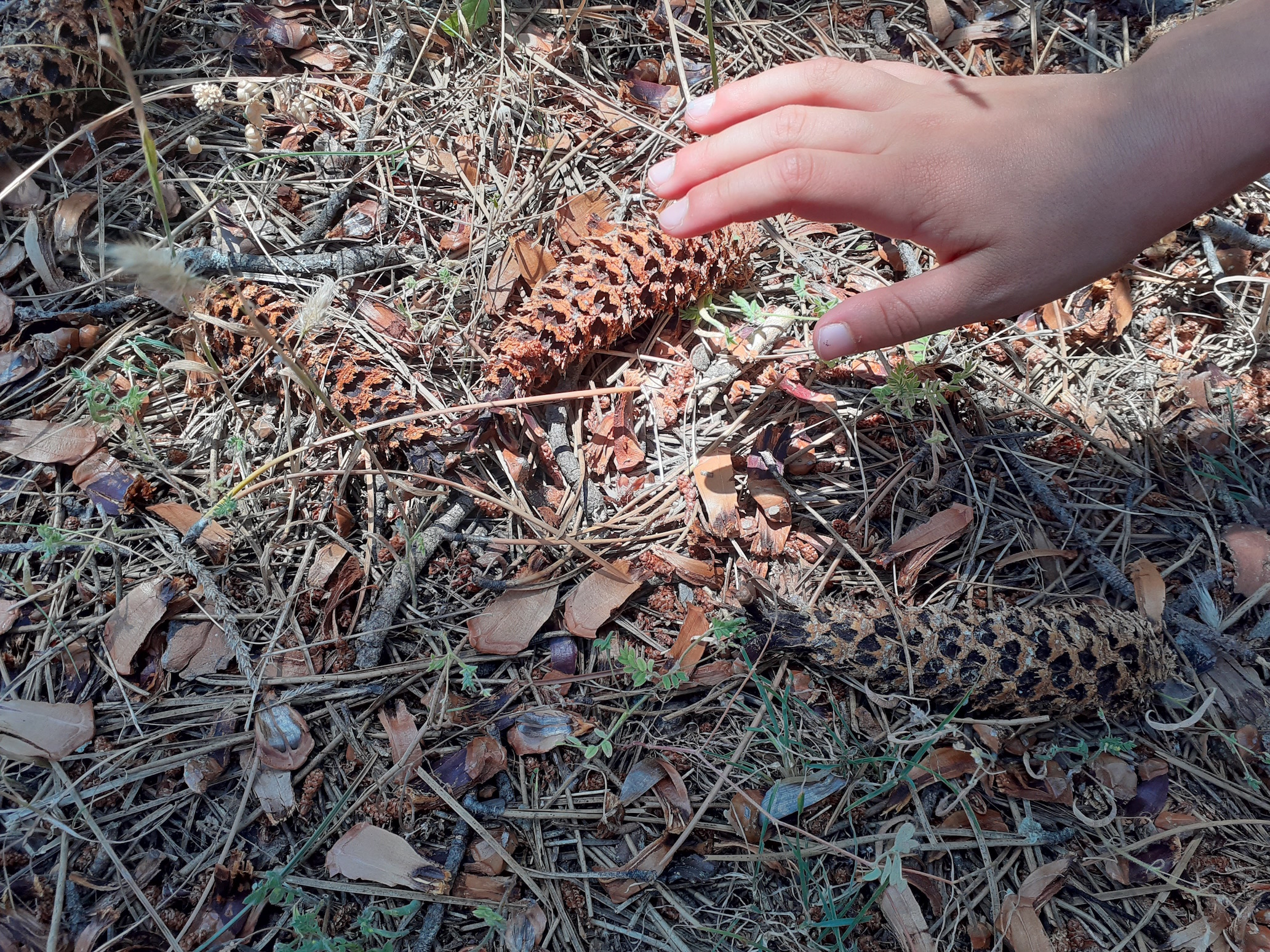 Campamento Naturaleza