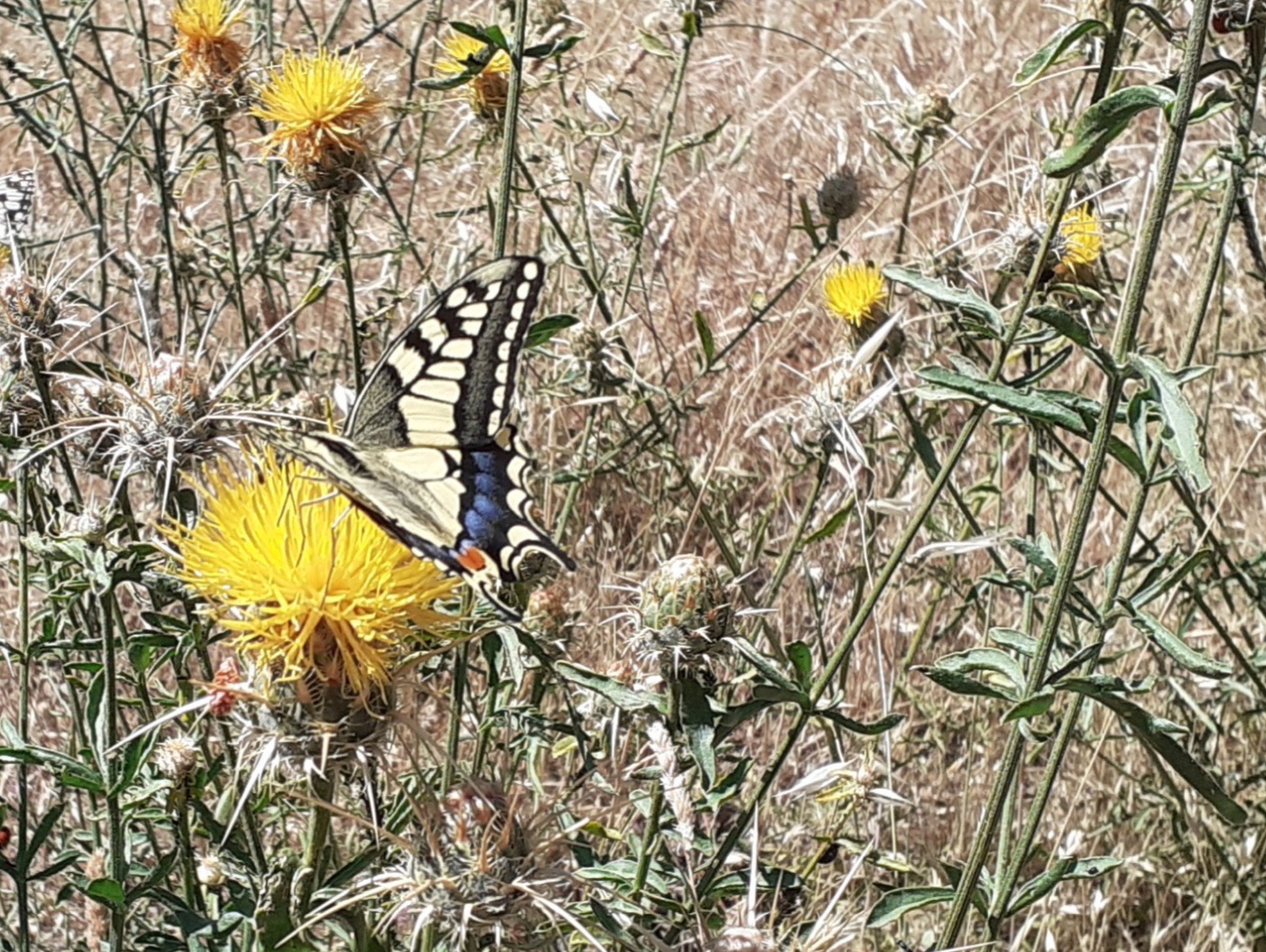 Campamento Naturaleza