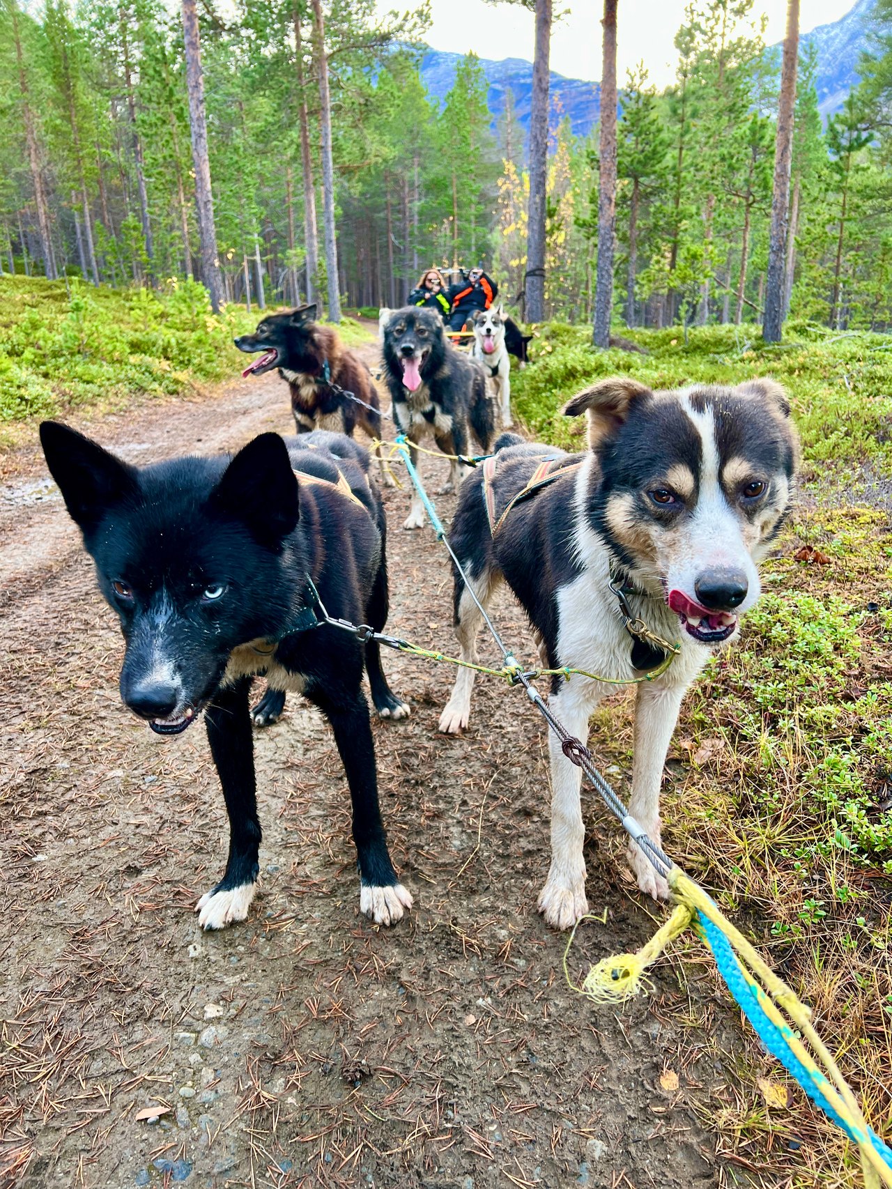 dog sledding on wheels near Tromsø
