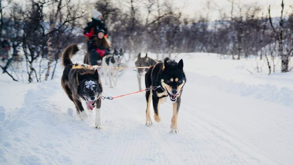 dog sledding near Tromsø