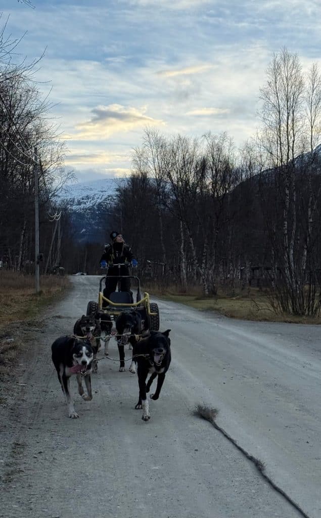 Alaskan huskies pulling wheeled sled along road near Skibotn with Lyngen Alps in background, summer dog sledding Northern Norway