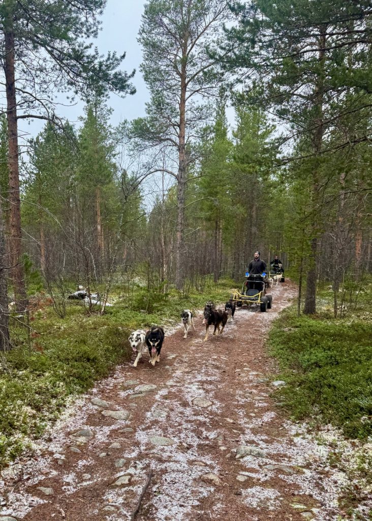 Alaskan huskies pulling wheeled sled through pine forest trail in Northern Norway, summer dog sledding near Tromsø