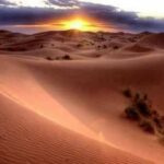 dromedarios en el desierto