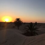 dromedarios en el desierto