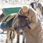 parking de burros