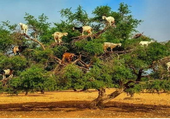 Essaouira-cabras-arbol-argan