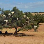 morocco tours from marrakech