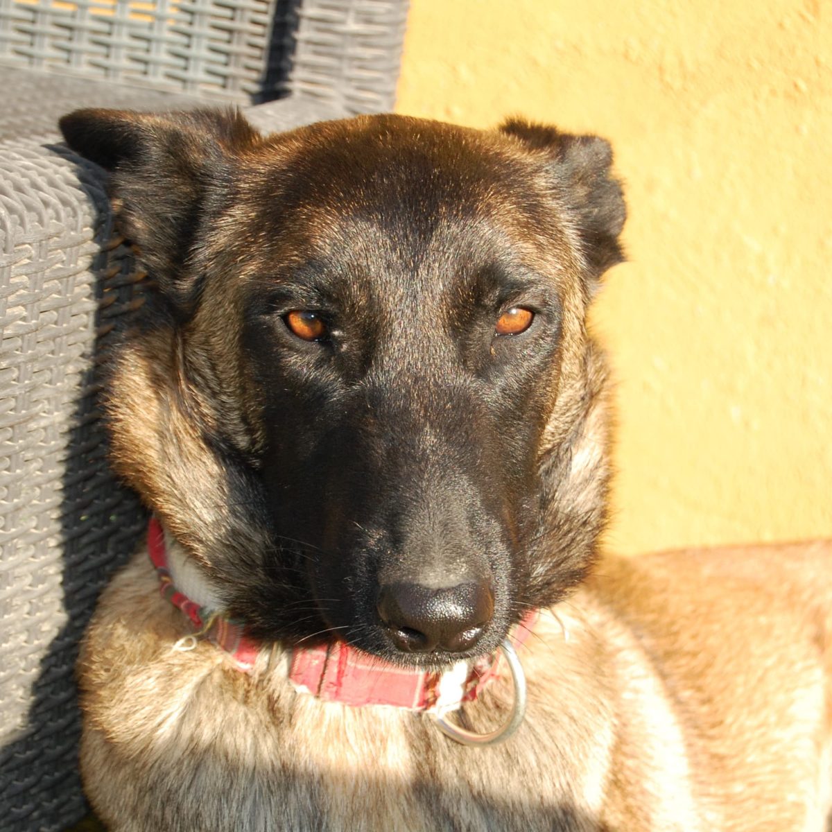 Alma - Adopterad i Spanien
