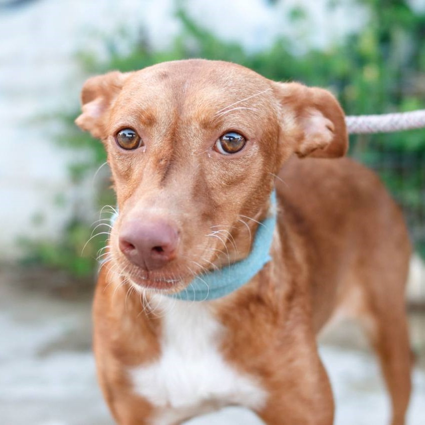 Petra - Adopterad i Spanien