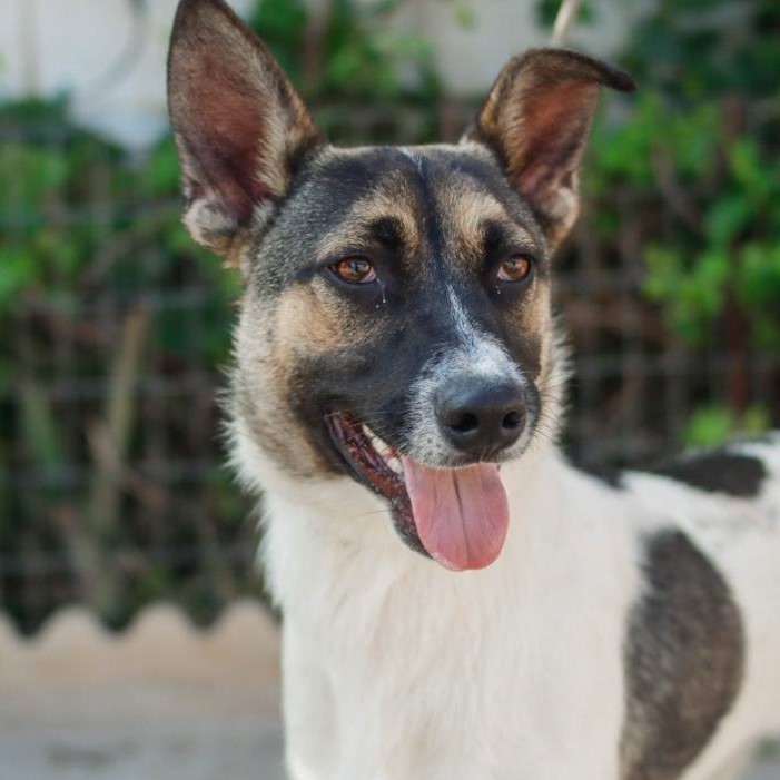 Zeus - Adopterad i Spanien