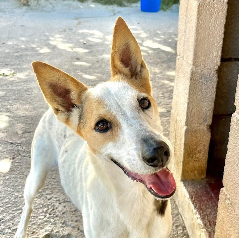 Gala