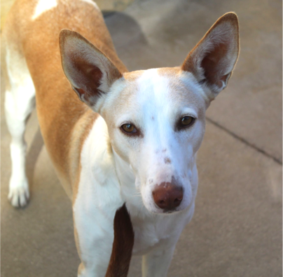 Reta - Adopterad i Spanien