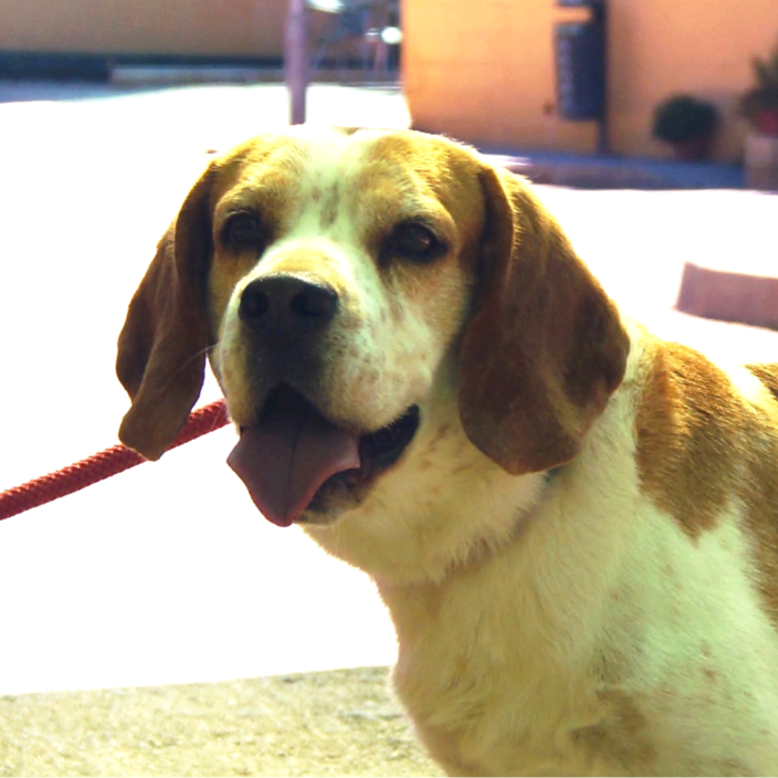 Rufo