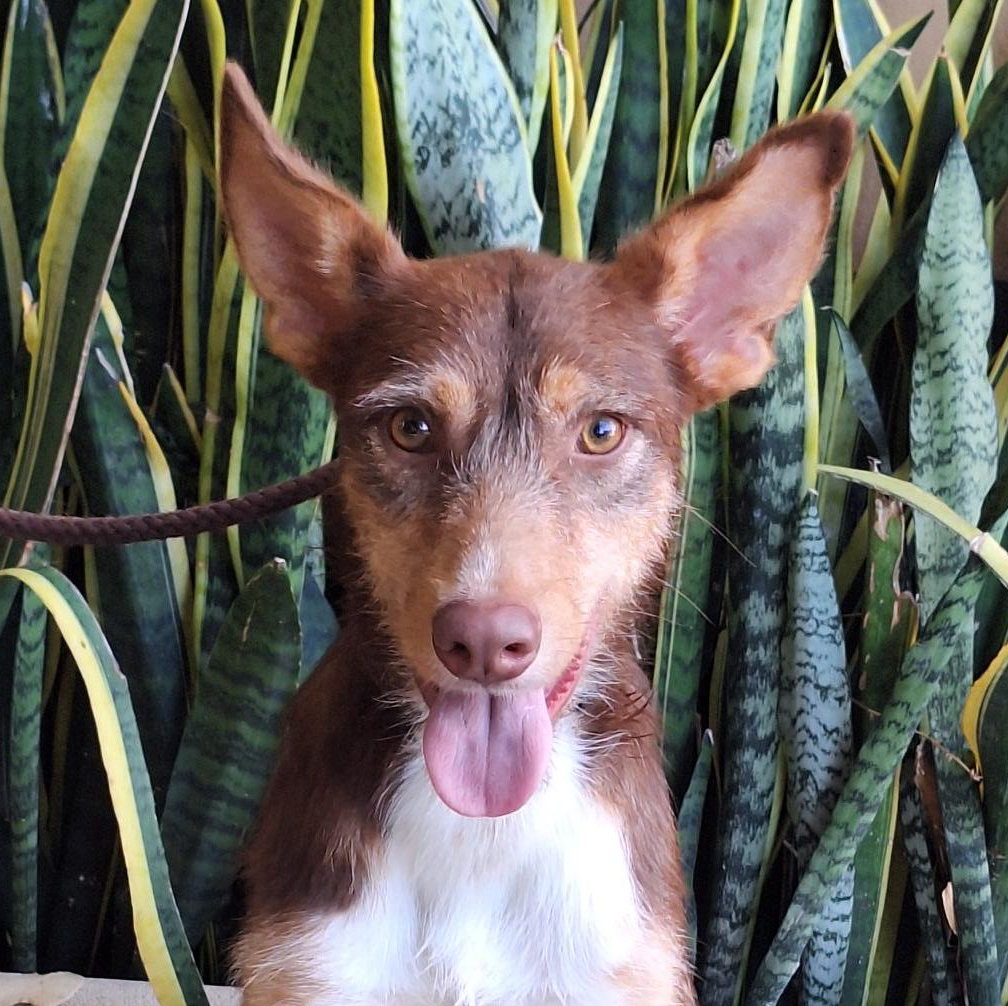 Dobby