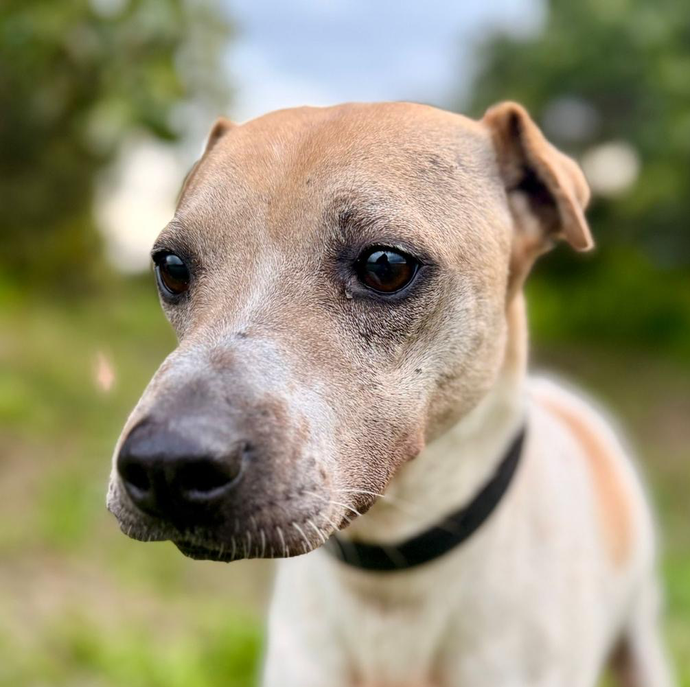 Mundo