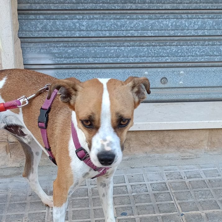 Tolín
