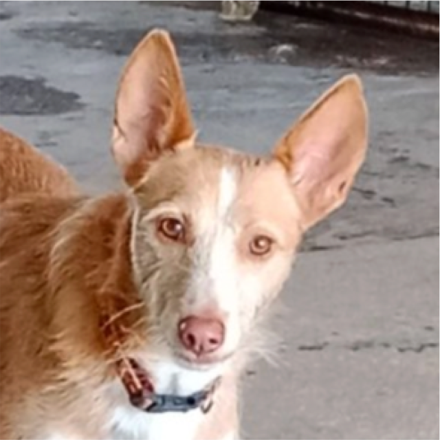 Bandi